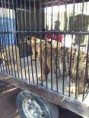 /album/fotogaleria-comercio-de-animales-en-el-zoologico-de-morelia/zoo1-jpg/