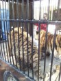 /album/fotogaleria-comercio-de-animales-en-el-zoologico-de-morelia/zoo3-jpg/