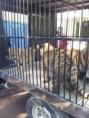/album/fotogaleria-comercio-de-animales-en-el-zoologico-de-morelia/zoo4-jpg/